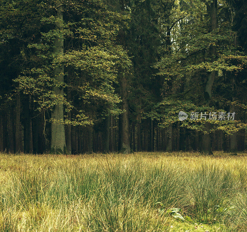 秋天落叶森林中的草地。Wildlifepark Dulmen,德国。